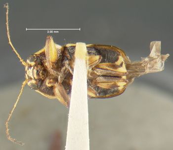 Media type: image;   Entomology 24982 Aspect: habitus ventral view